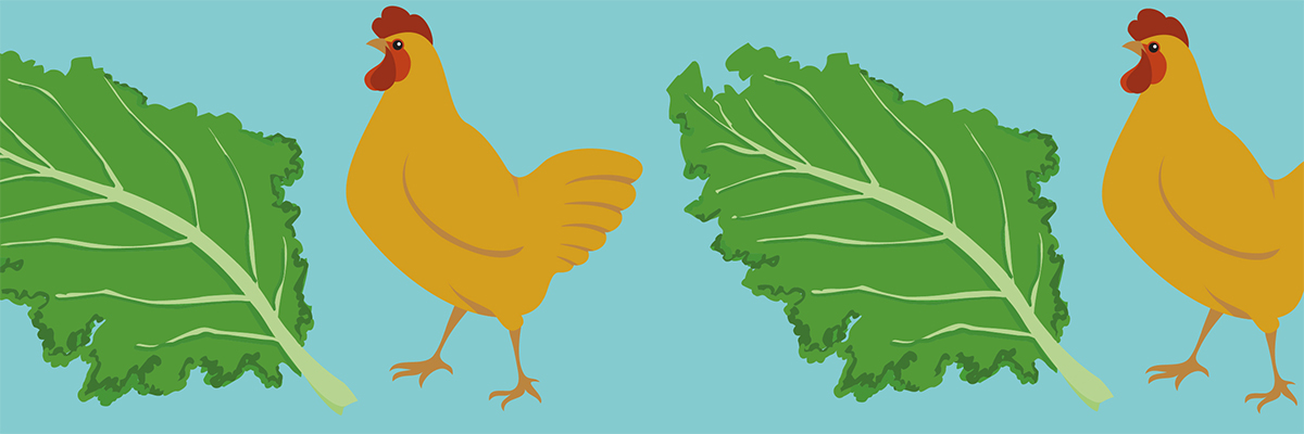 Illustration of a lettuce and chicken
