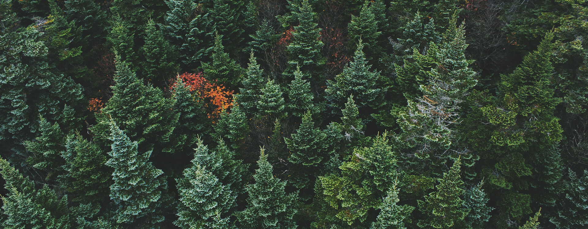 Top view image of trees in a forest
