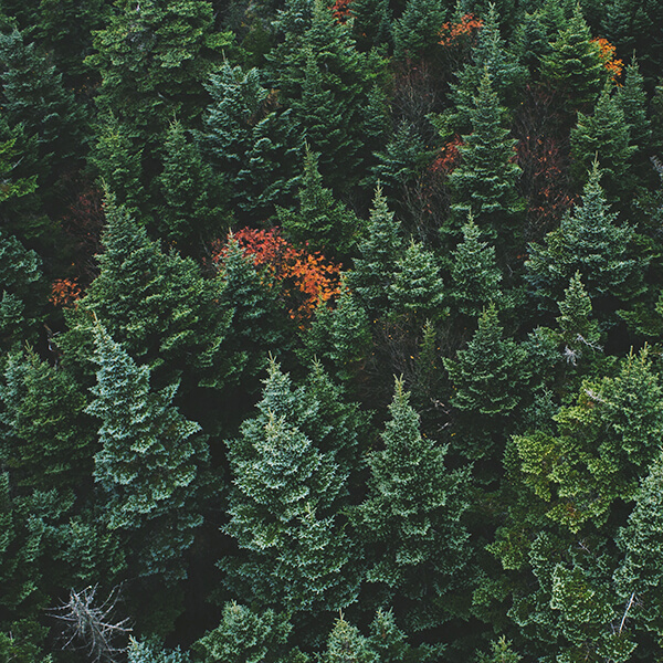 Top view image of trees in a forest